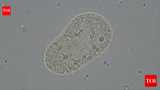 Scientists create 'life': All you need to know about the SpudCell - why it matters & where it falls short