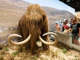 $1.5 billion startup says it's getting close to bringing the woolly mammoth back from the dead with elephant cells