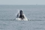 Whales spark joy in New York but face threats from boat traffic