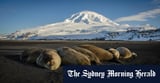 ‘Catastrophic’: Signs of bird flu spread to Australian sub-Antarctic islands