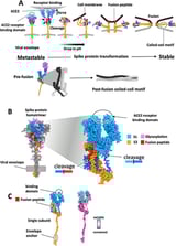Broad-spectrum coronavirus drug developed through AI-enabled dynamic modeling