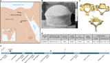Whole-genome ancestry of an Old Kingdom Egyptian
