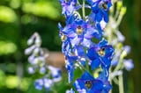Two Deadly Flowers May Hold The Key To New Medicines, Scientists Find