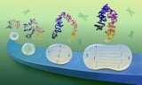 How chromosomes shape up for cell division