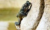 Story behind the frogs that turned black to survive Chernobyl radiation