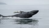 A Bitcoin Whale Just Woke up With $188M After 7 Years — Here’s What Else Moved