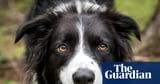 Having a dog can boost teenagers’ mental health, say scientists