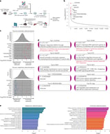 ANKRD11 deficiency reprograms CD8+ T cell differentiation to enhance immunity in chronic infection and cancer