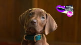 Here’s Your First Look at the Real Dog Playing Netflix’s Live-Action Scooby-Doo
