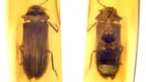 Scientists identify firefly species that flickered during the time of dinosaurs | CNN