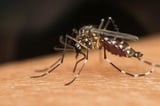 Scientists Discover Bacteria That Could Help Us Win the Fight Against Mosquitoes