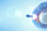 Cellvie lands funding to advance therapeutic mitochondria transplantation