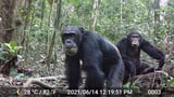Chimps consume the equivalent of more than two alcoholic drinks per day