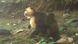 Monkeys are kidnapping babies of another species on a Panamanian island, perplexing scientists