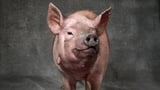 First pig-to-human lung transplant announced by Chinese scientists