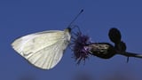 Butterflies seek new habitats as climate changes: study