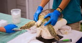 University of Georgia researchers discover 7 new viruses in threatened sea turtle populations