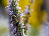 Rare, endangered bee gets habitat protection across 6 states: Here’s where