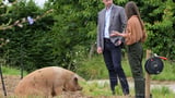 Prince William meets pig called Ginger Spice during farm visit in Devon