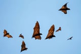 Bats harbor tons of deadly viruses but don't get sick. Scientists may have just discovered why