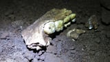 The most controversial fossil site in human evolution just got even more puzzling