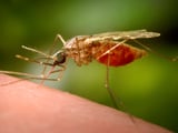 ‘Historic’: Egypt declared malaria free by the World Health Organization