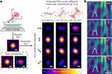 Polarized detection sharpens optical live-cell fluorescence imaging