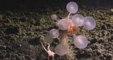 Bizarre Deep-Sea Creature Named ‘Death Ball’ Sponge Discovered in Remote Corner of the Planet