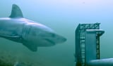 Great white shark caught on camera near Block Island, RI