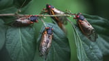 The cicadas are coming, and some may become ‘flying saltshakers of death’