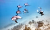 Scientists learn how dolphin brains evolved to ‘see’ underwater by using sound