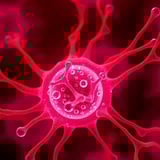Sugars Signal Guard Cell Ion Transport in Red Light