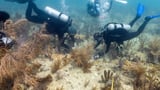 Scientists transplant crossbred corals to revive Miami's devastated reefs | AP News