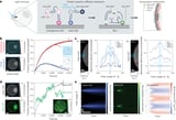 Scientists engineer starfish cells to shape-shift in response to light