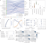 Human gut bacteria bioaccumulate per- and polyfluoroalkyl substances