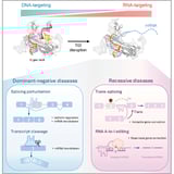 RNA editing tool can take some of the risk out of gene therapy