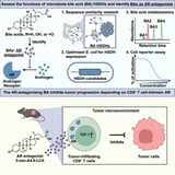 Gut microbes release cancer-fighting bile acids that block hormone signals