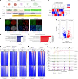 Cell model identifies important factor in neural development