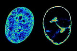 Cold sore virus immediately reshapes our genome to boost its growth