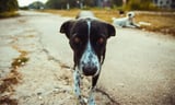 Chernobyl’s Dogs Are Mutating Faster Than Anyone Expected: What Radiation Is Really Doing to Their DNA