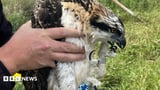 Osprey chicks hatch at RSPB's Campfield Marsh for first time