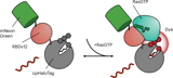 A chemigenetic endogenous Ras activity biosensor for live-cell pharmacology