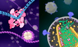 HIV's shape-shifting protein reveals clues for smarter drug design