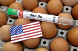 Bird flu suspected in four Washington farm workers, CDC sends team