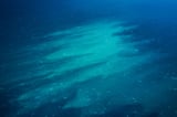 This key phytoplankton species that fuels the food web is threatened by warming oceans, study finds