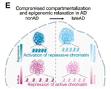 Alzheimer's erodes brain cells' control of gene expression, undermining function and cognition