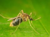 Third Worcester Mosquito Sample Positive For West Nile Virus