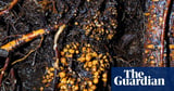 Subterranean fungi networks more than 100 quadrillion km in length, study finds