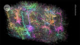 Biggest brain map ever details huge number of neurons and their activity
