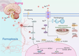 Targeting ATP11B-YAP axis repairs mitochondrial function and inhibits neuronal ferroptosis to attenuate age-related cognitive decline